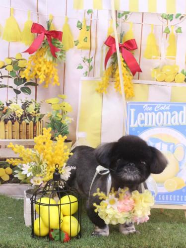 20240413つきみちゃん